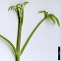 SpeciesSub: var. grandiflora